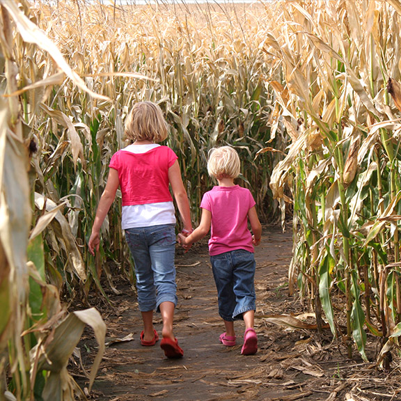 cornmaze