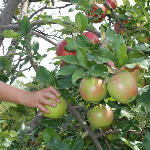 apple_pick