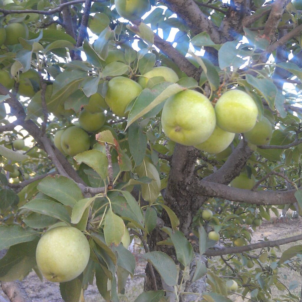 green apple