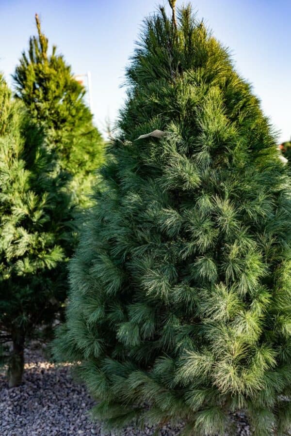 Holiday Store Sioux Falls Country Apple Orchard